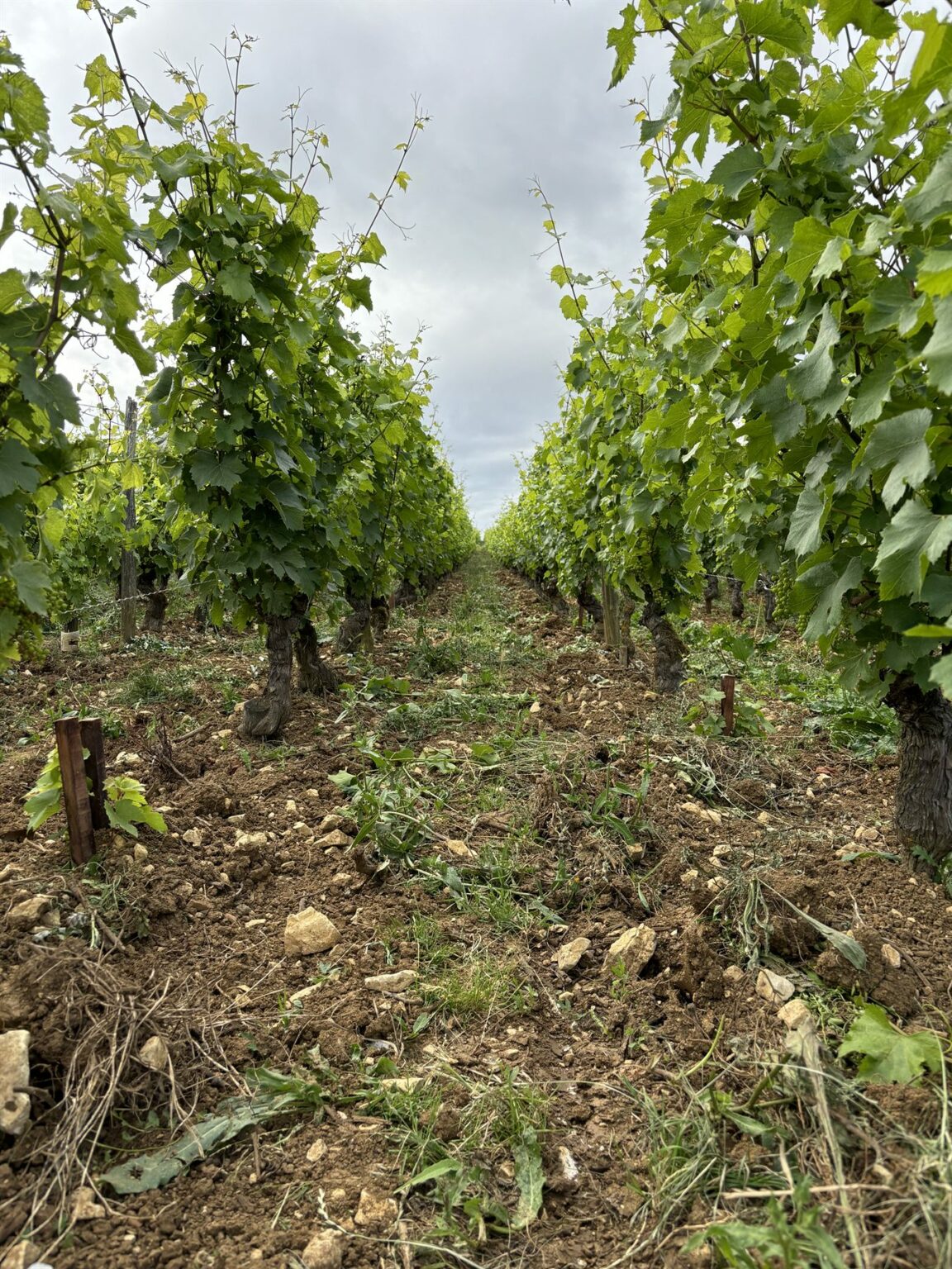 Le domaine Manciat en images, photo 2 sur 24