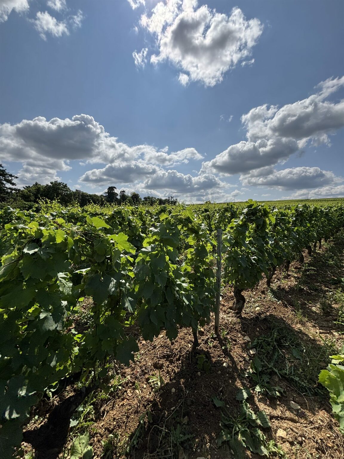 Le domaine Manciat en images, photo 3 sur 24
