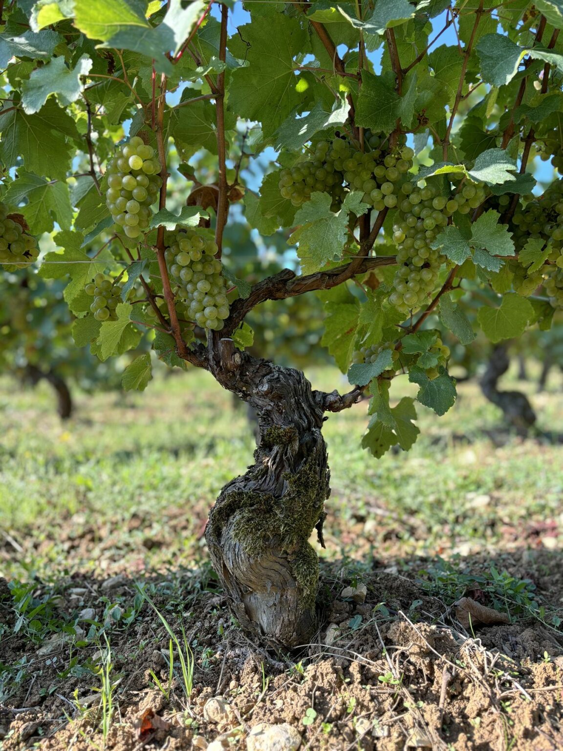 Le domaine Manciat en images, photo 4 sur 24