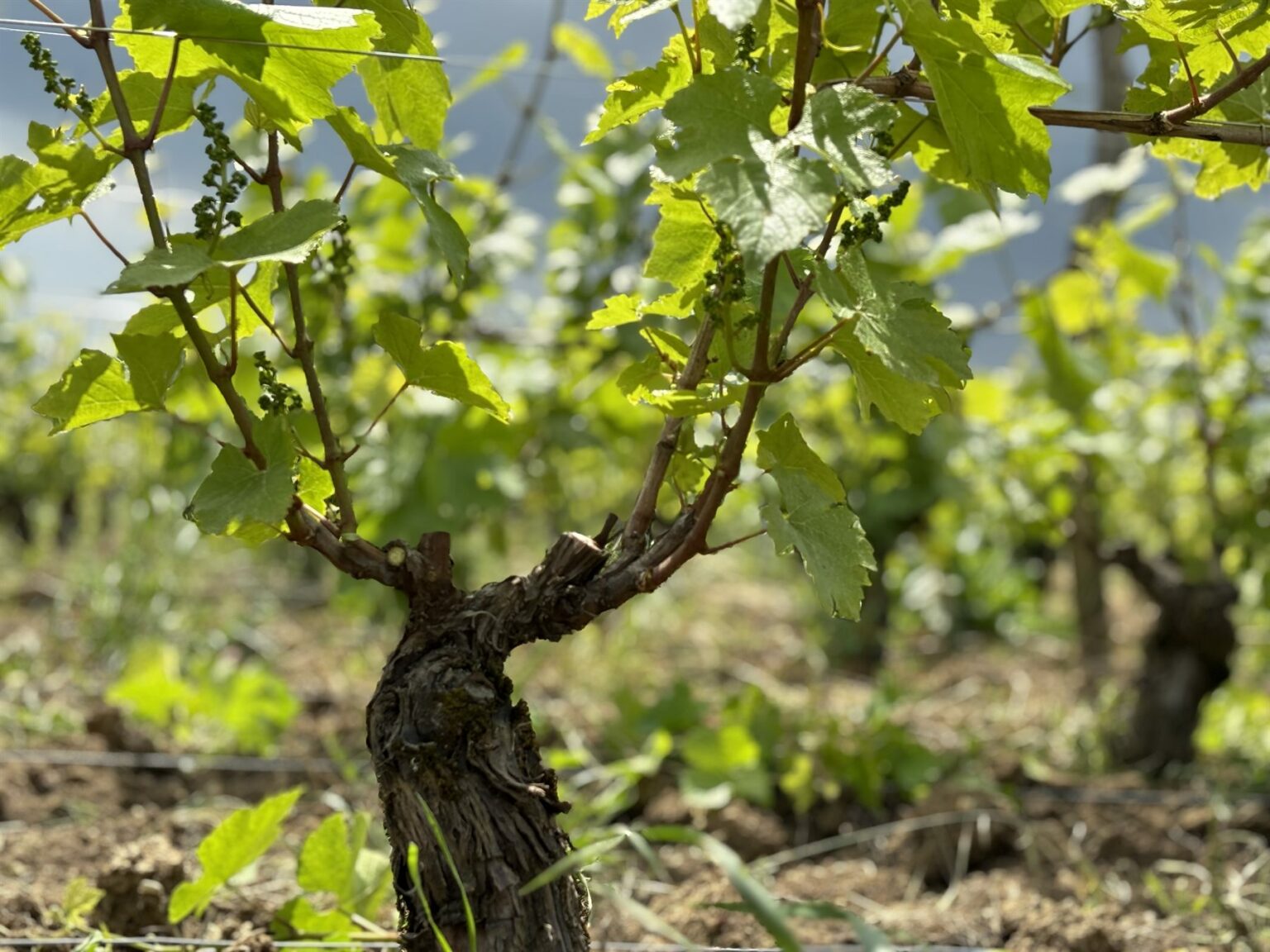Le domaine Manciat en images, photo 5 sur 24