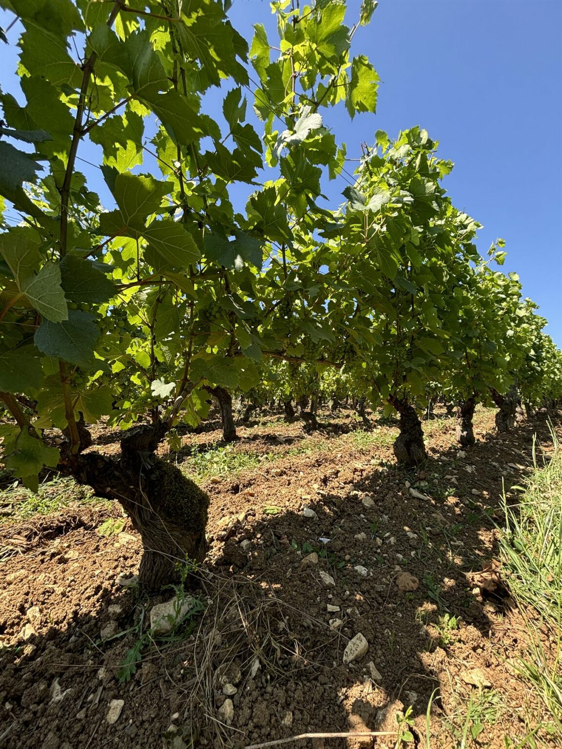 Le domaine Manciat en images, photo 6 sur 24