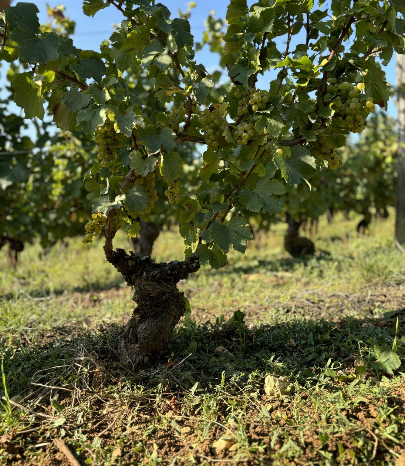 Le domaine Manciat en images, photo 7 sur 24