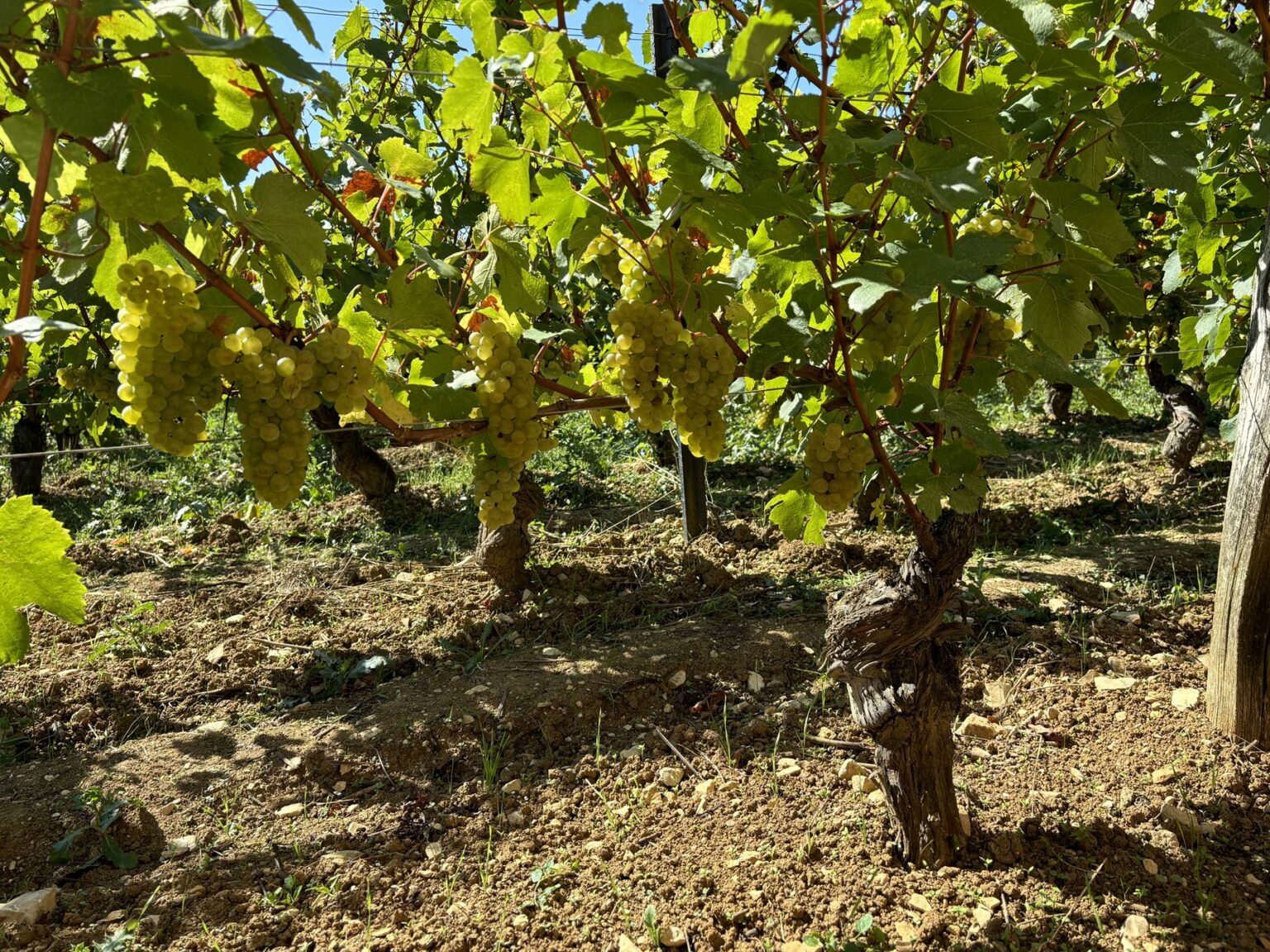 Le domaine Manciat en images, photo 9 sur 24