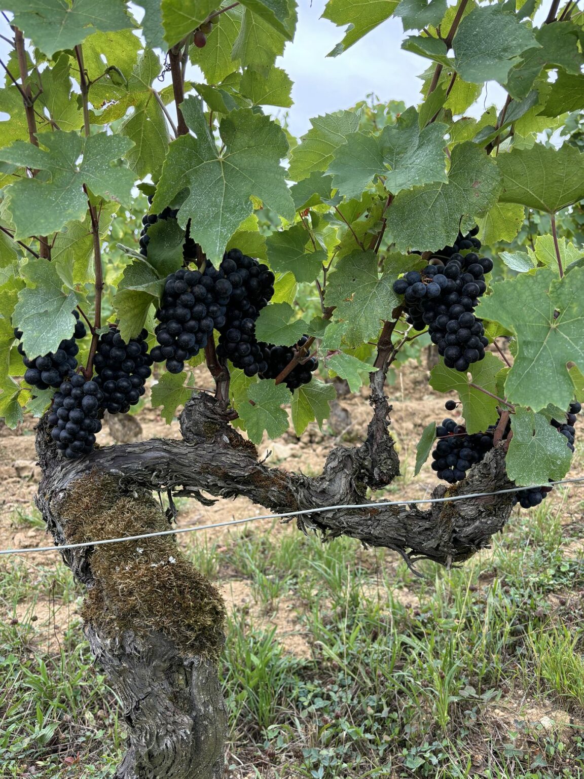 Le domaine Manciat en images, photo 11 sur 24
