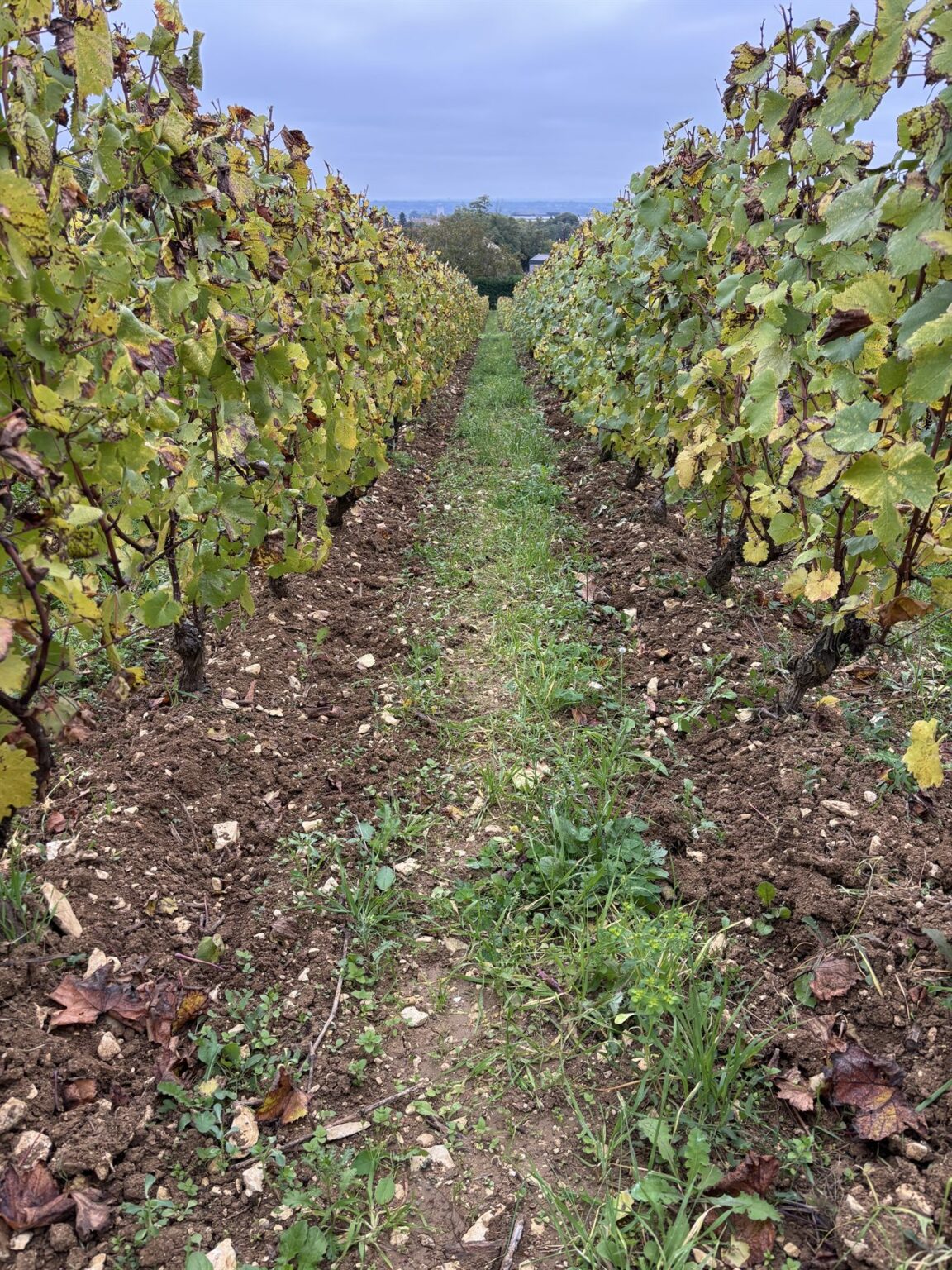 Le domaine Manciat en images, photo 12 sur 24